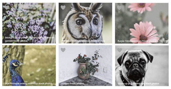 【動物圖片】Photostockeditor 栩栩如生的動物圖片 | 免費花草素材