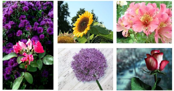 【花朵照片】Abstract Influen 鮮艷的花朵照片 | 植物素材下載